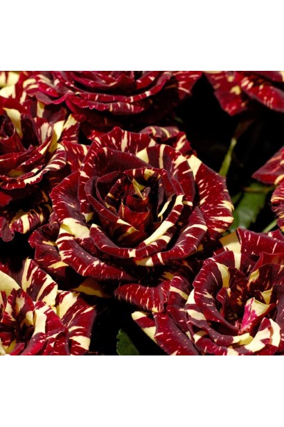 Роза Абракадабра – бордовые лепестки с желтыми полосами.